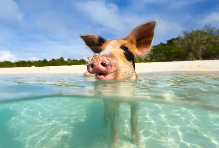 Norwegan Cruise Line unique private island experience, swimming with the pigs