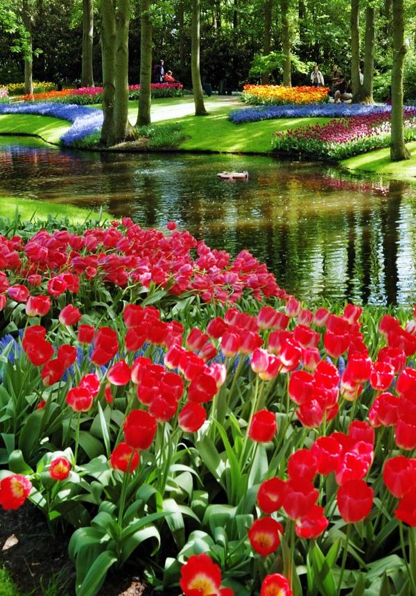 Keukenhof Garden Tulips - European River Cruise