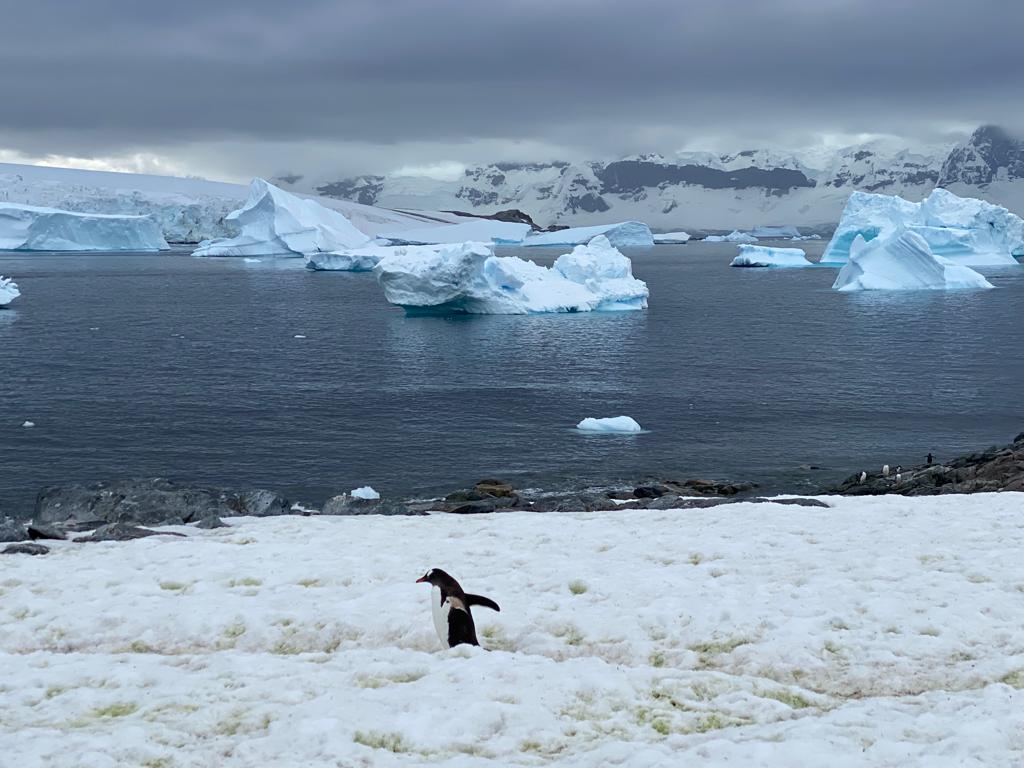 Atlas Antarctica Expedition - peguin