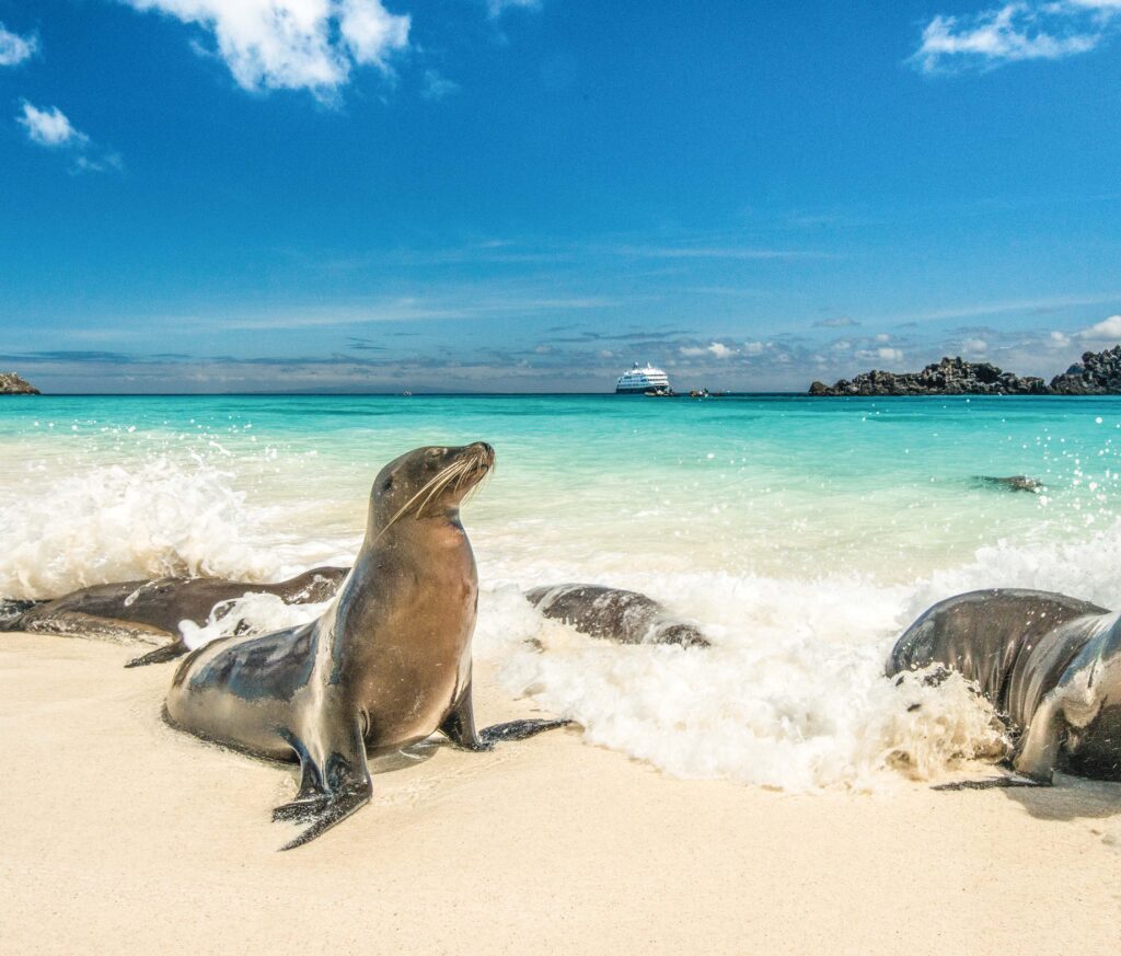Galapagos Sea Lions on the beach, Lindblad Expeditions