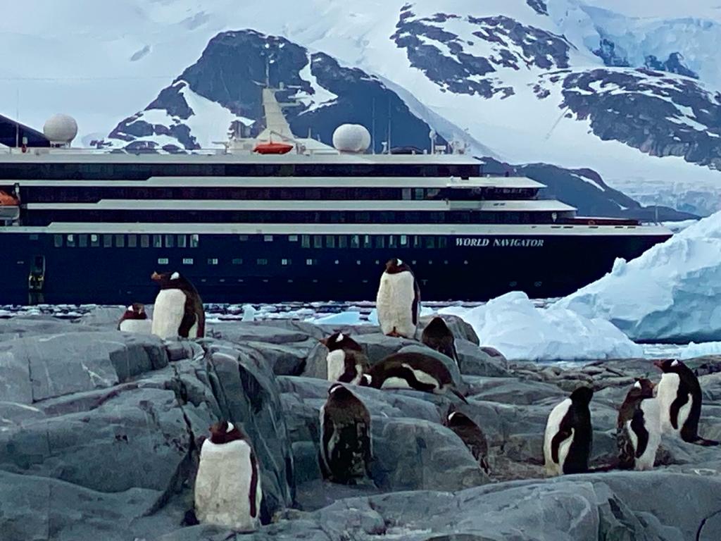 Gentoo penguins greet World Navigator in Antarctica.